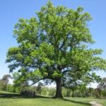 Pin Oak Tree