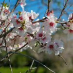 Flowering Cherry Almond Trees