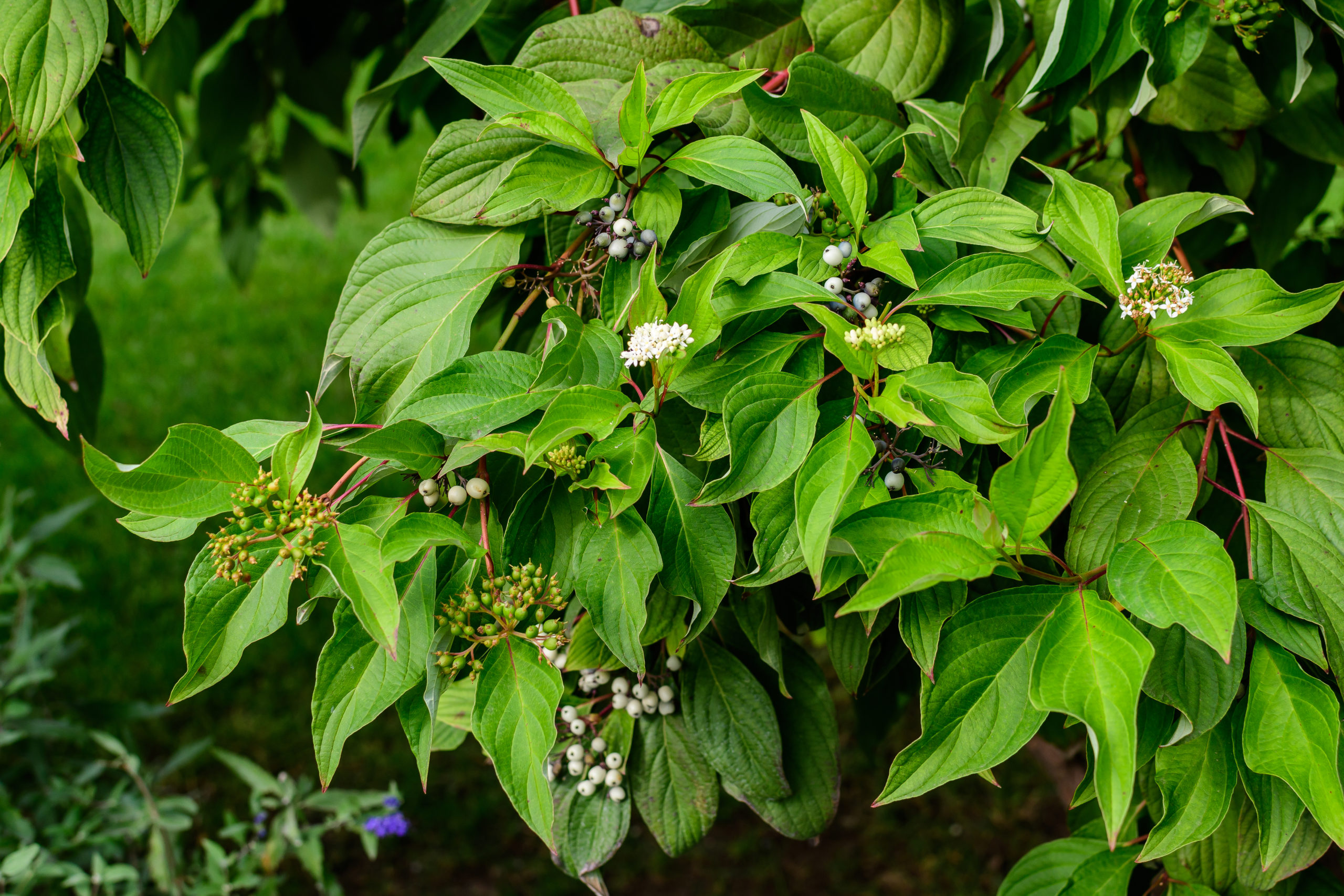 White,Delicate,Flower,Of,Cornus,Alba,Shrub,,Known,As,Red Cornus Alba Trees - Image 1