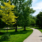 Gleditsia triacanthos Sunburst Trees