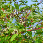 Sorbus Cashmiriana Trees
