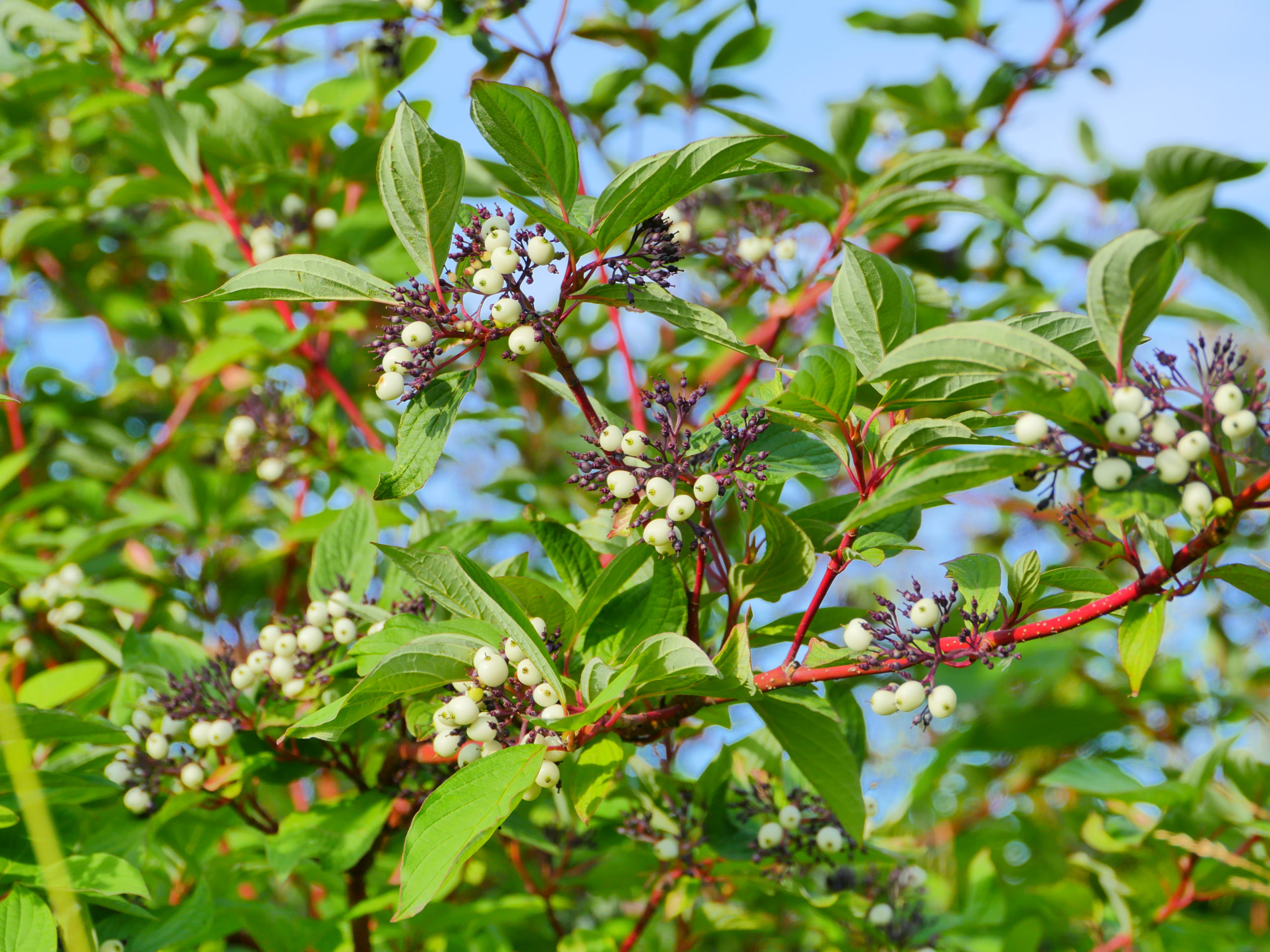Sorbus,Cashmiriana,Or,Kashmir,Mountain,Ash,With,White,Fruits,On Sorbus Cashmiriana Trees - Image 1