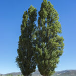 Poplar Black Trees
