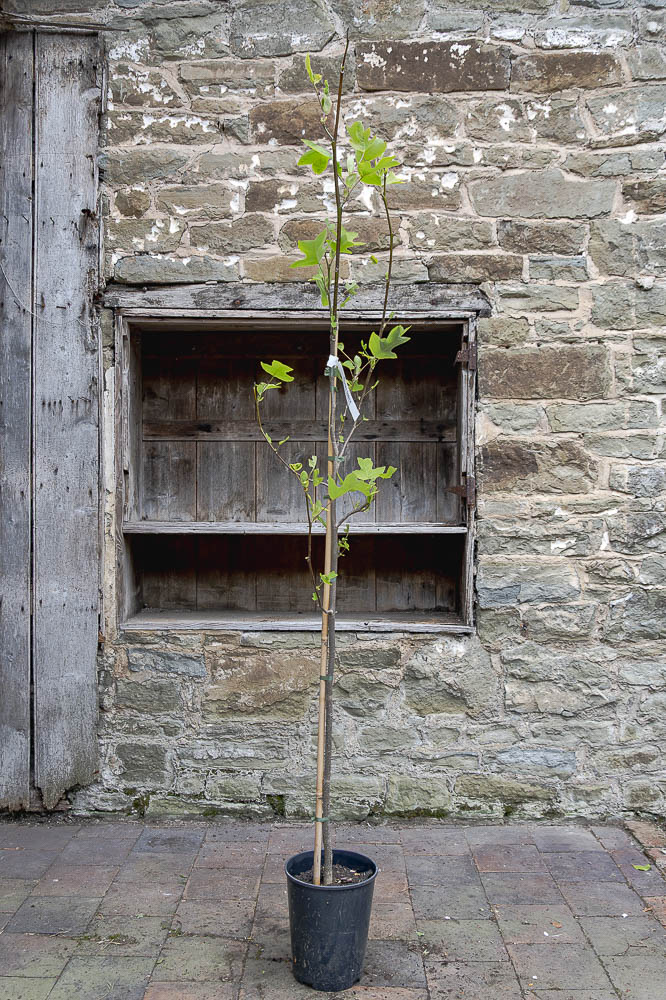 tulip-tree-potted-gift.jpg Tulip Trees - Image 1