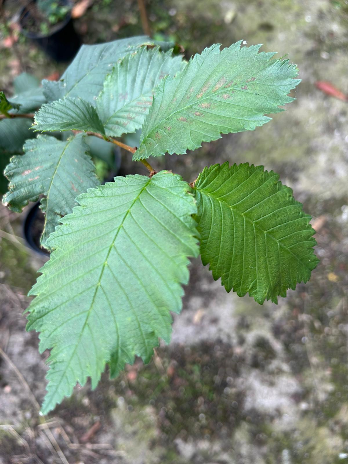 wych-elm-close-up-leaves.jpg Wych Elm - Image 1