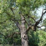 Walnut English Trees