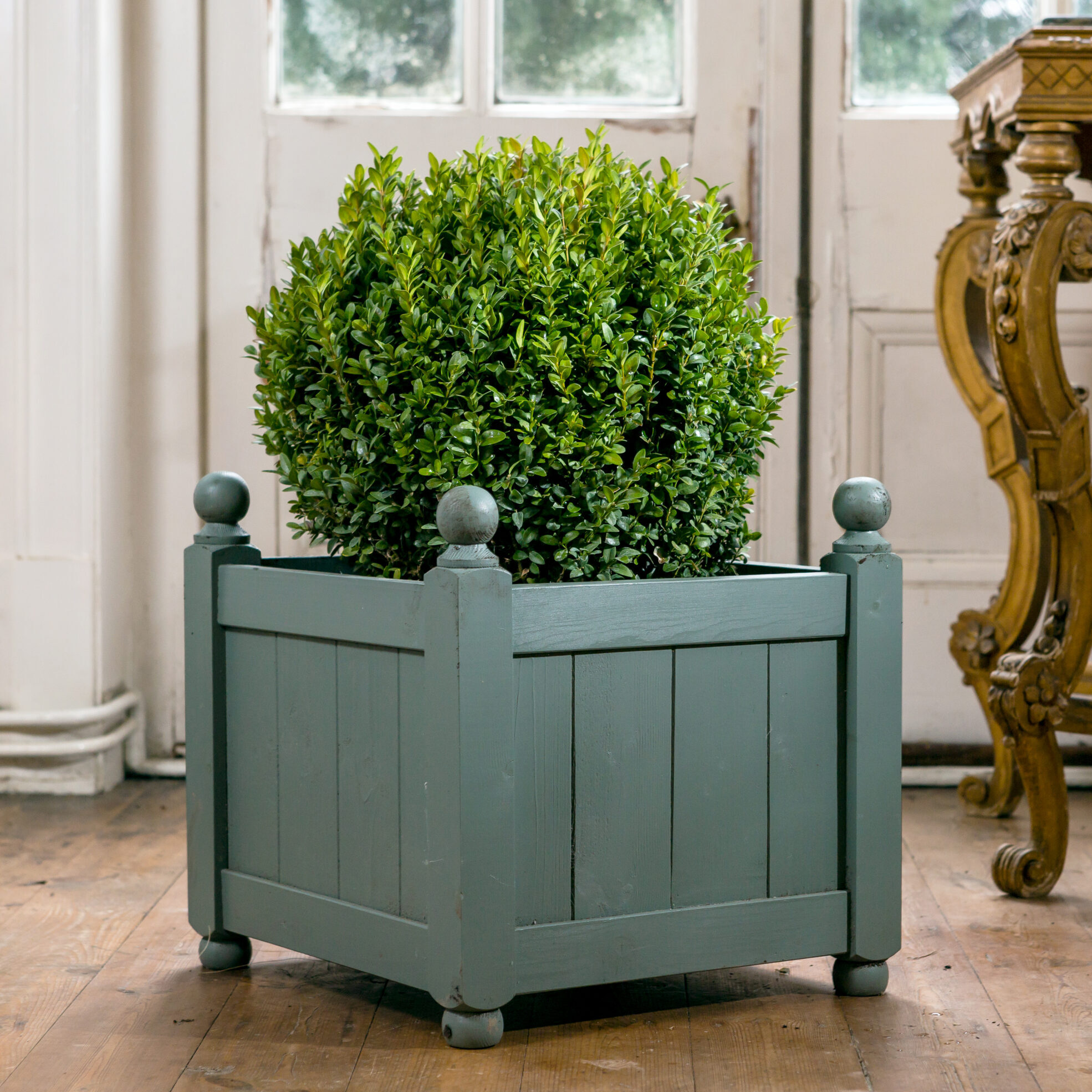 A box ball shrub in a blue planter along the hallway of our property.