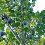 Damson Shropshire Prune Trees