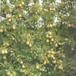 Pear Conference Trees