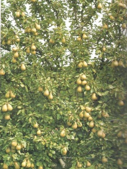 Pear Conference Trees