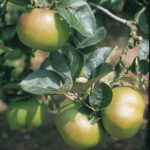 Apple Bramley Trees