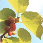 Mulberry Black Trees