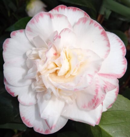 Camellia Magaret Davis