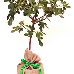 Fig Tree