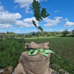 A small oak tree wrapped in a hessian sack tied with green ribbon in front of a hilly background.