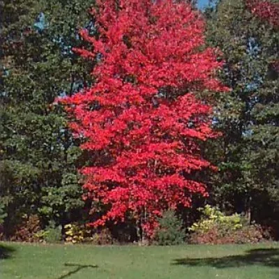 Acer-rubrum-333×400 Acer-rubrum-333x400