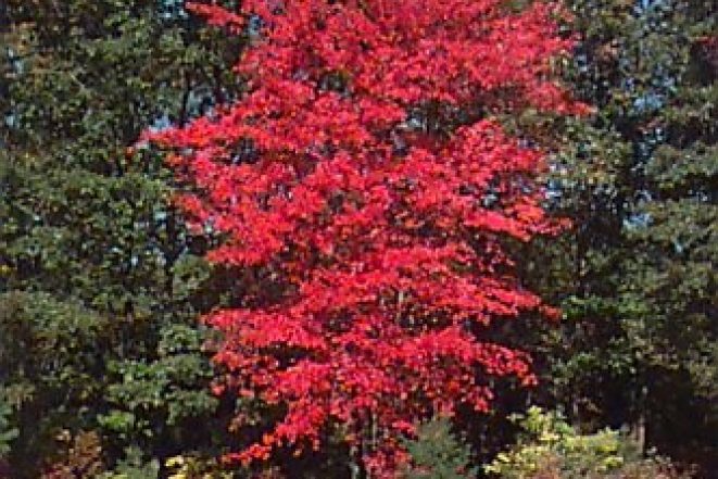 Acer-rubrum.jpg