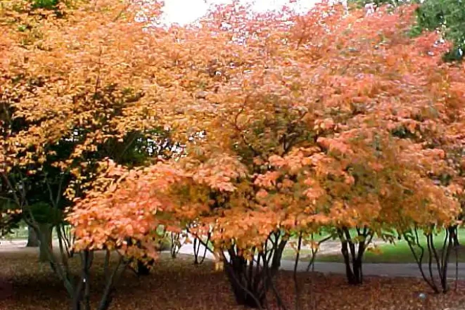 Amelanchier-Robin-Hill