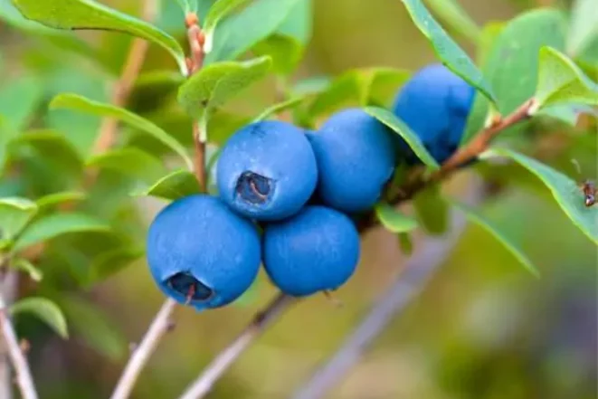 Blueberry-Fruit-on-Branch