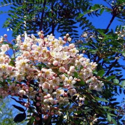 Cashmiriana-Sorbus.jpg Cashmiriana-Sorbus.jpg