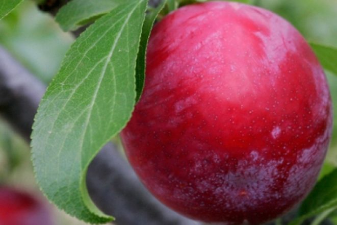 Victoria-Plum-Fruit.jpg