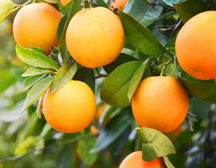 citrus-trees