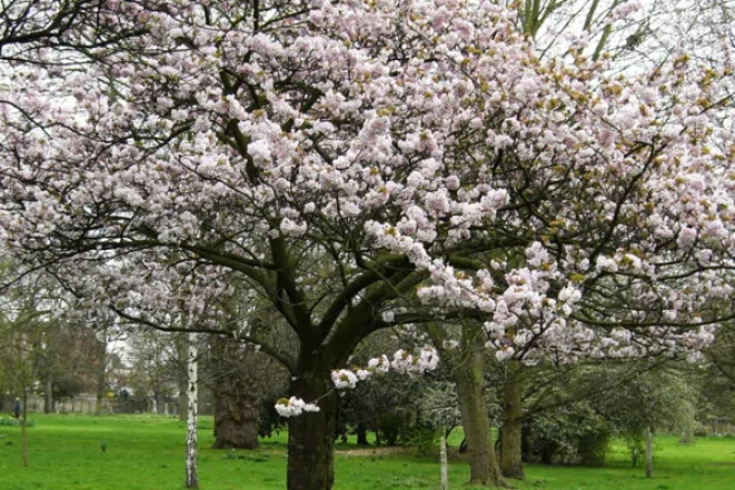 flowering-cherry-trees