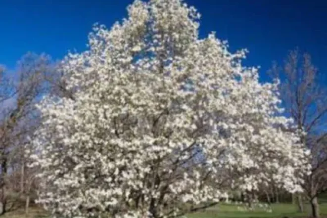 magnolia-trees-e1649321954368