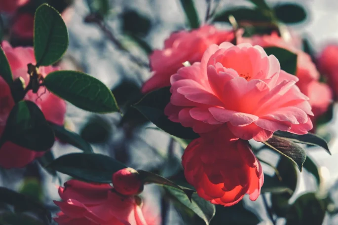 pexels-suju-16092606-scaled